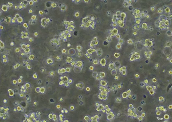 「培養魚肉の開発はここまできた!!【マルハニチロ】"水面下"で進行する食の大変革。キープレイヤーを直撃!!　おさかなテック最前線（Part.2）」の画像