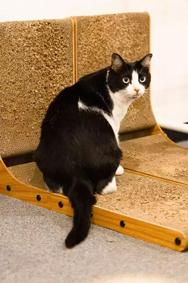 「【お悩み相談連載：さらば青春の光・東ブクロの『こわいもんなし』】「地雷女の見極めポイントはラインの連投、最中のカラコン、金髪プリン」」の画像