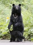 「「猟銃」を巡ってクマハンターと警察の間に横たわる埋め難い溝とは？」の画像1