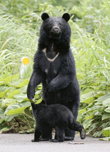 「猟銃」を巡ってクマハンターと警察の間に横たわる埋め難い溝とは？