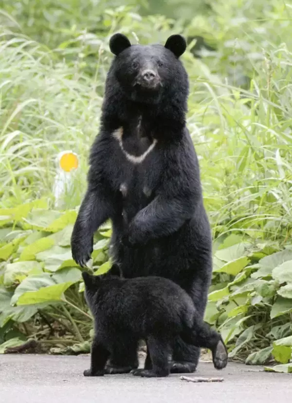 「猟銃」を巡ってクマハンターと警察の間に横たわる埋め難い溝とは？