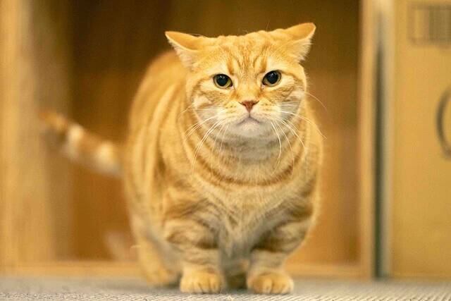 【お悩み相談連載：さらば青春の光・東ブクロの『こわいもんなし』】「今グッとくるキャッチコピーは「巨乳色白剛毛」。歳をとって変わりました」