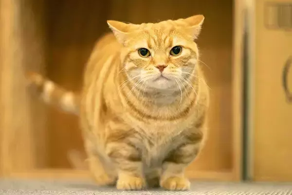 「【お悩み相談連載：さらば青春の光・東ブクロの『こわいもんなし』】「今グッとくるキャッチコピーは「巨乳色白剛毛」。歳をとって変わりました」」の画像