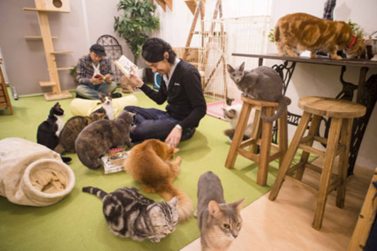 進化するマンガ喫茶 猫カフェ併設店が男性に人気 13年11月28日 エキサイトニュース