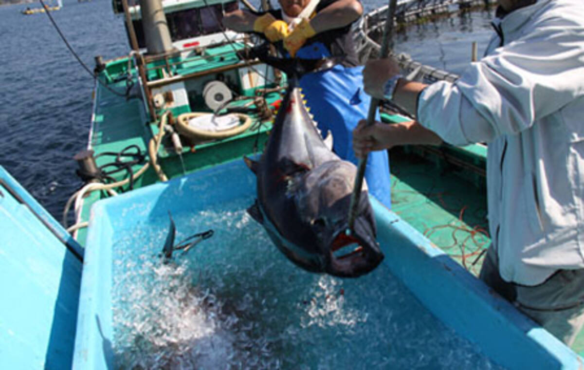 クロマグロが食べられない 乱獲する大型巻き網漁船を水産庁が野放しにする理由 15年12月30日 エキサイトニュース