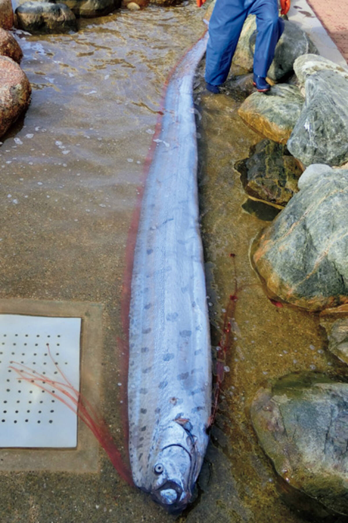 長さ５ｍ１５ｃｍ 巨大深海魚 リュウグウノツカイ が定置網にかかった 18年1月28日 エキサイトニュース