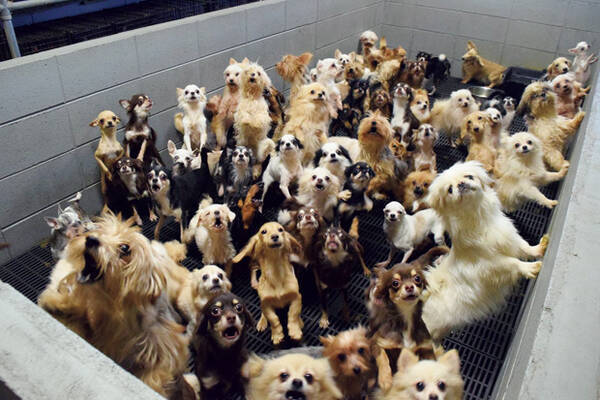 ４００匹の子犬がすし詰め 許せない パピーミルの悲惨な光景 18年6月1日 エキサイトニュース