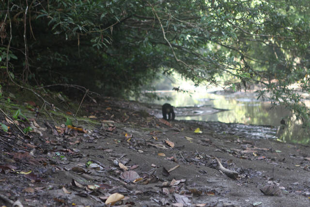 ボルネオ島現地取材 絶滅宣言も出た 幻の スマトラサイ に会いにゆく 前編 野生の個体はジャングルの奥深くにいる 18年9月1日 エキサイトニュース 7 8 ボルネオ島現地取材 絶滅宣言も出た 幻の スマトラサイ に会いにゆく 前編 野生の個体はジャングルの奥深くにいる 18年9月1日 エキサイトニュース 7 8