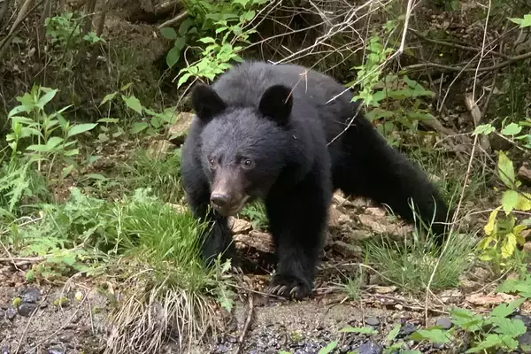 クマと闘う「警察スナイパー」が覚えるべき狙撃術とは？