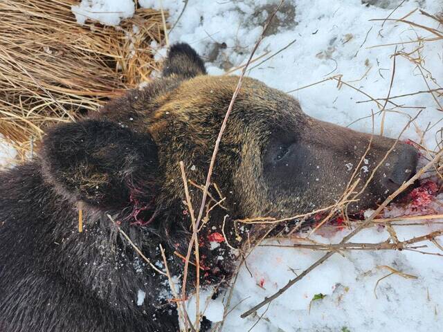【クマ激増時代の最前線】北海道のすご腕プロハンターと歩いて見えた狩猟のリアル。冬眠明けの怪物を追う春の"熊撃ち"に密着！