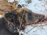 「【クマ激増時代の最前線】北海道のすご腕プロハンターと歩いて見えた狩猟のリアル。冬眠明けの怪物を追う春の"熊撃ち"に密着！」の画像10