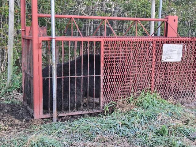 【クマ激増時代の最前線】北海道のすご腕プロハンターと歩いて見えた狩猟のリアル。冬眠明けの怪物を追う春の"熊撃ち"に密着！