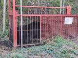 「【クマ激増時代の最前線】北海道のすご腕プロハンターと歩いて見えた狩猟のリアル。冬眠明けの怪物を追う春の"熊撃ち"に密着！」の画像11
