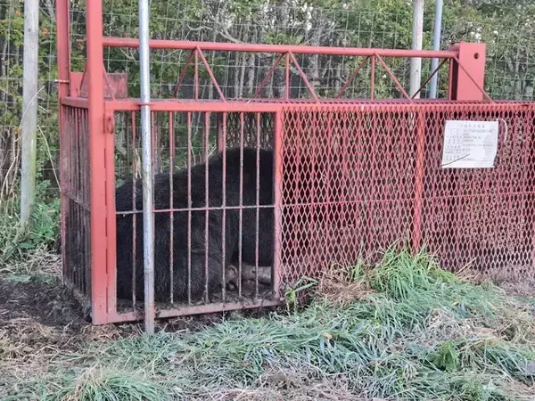 「【クマ激増時代の最前線】北海道のすご腕プロハンターと歩いて見えた狩猟のリアル。冬眠明けの怪物を追う春の"熊撃ち"に密着！」の画像