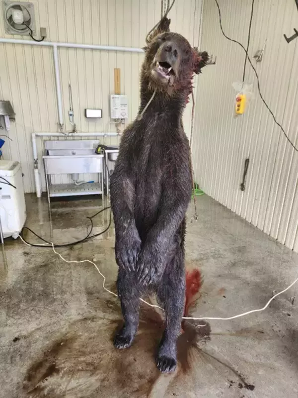 「【クマ激増時代の最前線】北海道のすご腕プロハンターと歩いて見えた狩猟のリアル。冬眠明けの怪物を追う春の"熊撃ち"に密着！」の画像