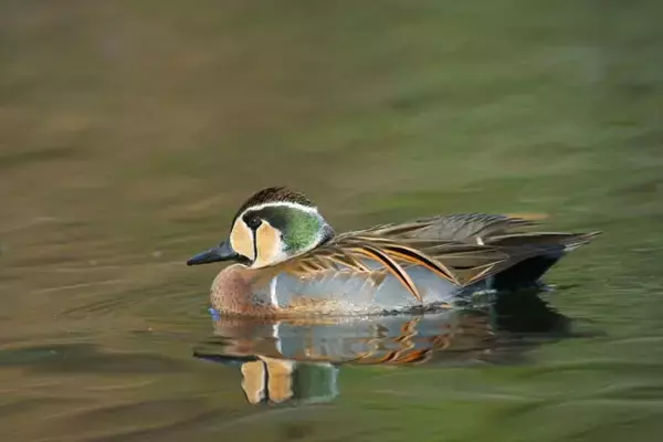 「年間約1000件も発生！　知られざる「バードストライク対策」の最前線」の画像