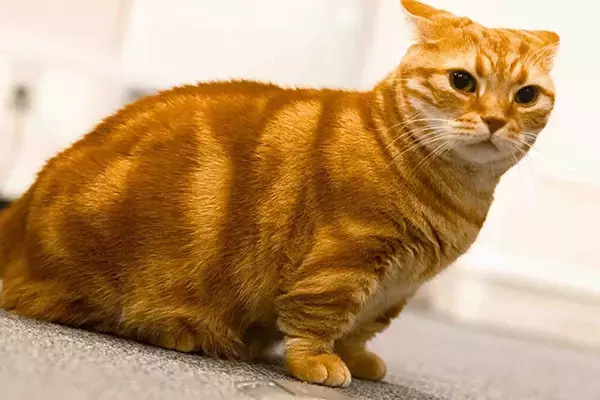 「【お悩み相談連載：さらば青春の光・東ブクロの『こわいもんなし』】「"セックスの語源はセッション"。五感をフルに生かしてお互い気持ちよくなってほしい」」の画像