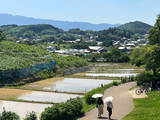 「世界遺産登録ほぼ決定！　奈良県「飛鳥・藤原の宮都」地元民のホンネ　うれしさの半面、不安も......」の画像8