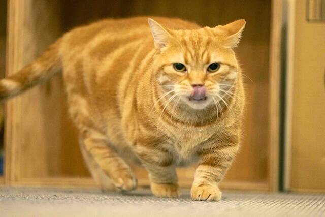 【お悩み相談連載：さらば青春の光・東ブクロの『こわいもんなし』】「この時代、裸になってウケるにはセンスが必要。誰よりも客観的に自分のことを見れてないといけないから」