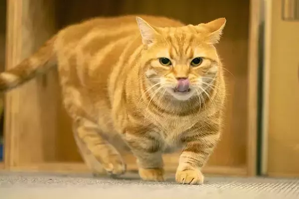 「【お悩み相談連載：さらば青春の光・東ブクロの『こわいもんなし』】「この時代、裸になってウケるにはセンスが必要。誰よりも客観的に自分のことを見れてないといけないから」」の画像