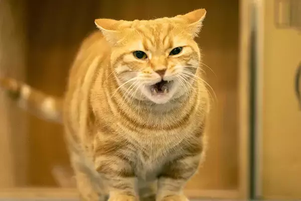 「【お悩み相談連載：さらば青春の光・東ブクロの『こわいもんなし』】「僕は鬱勃起させてきた側やからね。するよりも、させる側でいたいよね」」の画像