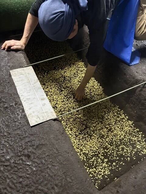 【ピエール瀧の「萌え萌やしソバ探訪録」】24杯目「ここは〝もやし忍者の里〟ですか？  『大鰐温泉もやし生産者』の巻」