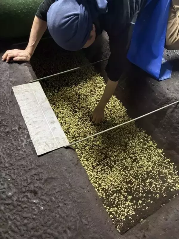 「【ピエール瀧の「萌え萌やしソバ探訪録」】24杯目「ここは〝もやし忍者の里〟ですか？  『大鰐温泉もやし生産者』の巻」」の画像