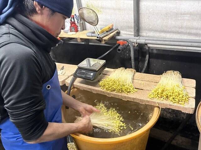 【ピエール瀧の「萌え萌やしソバ探訪録」】24杯目「ここは〝もやし忍者の里〟ですか？  『大鰐温泉もやし生産者』の巻」