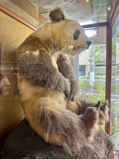 【ピエール瀧の「萌え萌やしソバ探訪録」】13杯目「山小屋風の店構えにパンダの剥製......そしてもやしそばが人気No.1の店へ！」