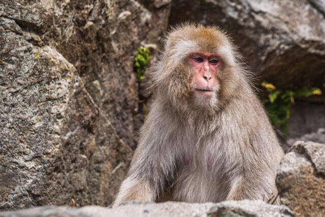霊長類はメスがオスの地位を操作している!?　人類学の第一人者・山極寿一と長谷川眞理子が語る「動物としての女と男」