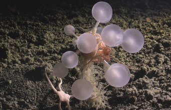 「デスボール」「ギターシャーク」「ヤイバシロウリガイ」......。これが未知の深海生物だ！