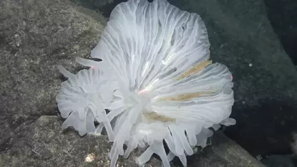 「「デスボール」「ギターシャーク」「ヤイバシロウリガイ」......。これが未知の深海生物だ！」の画像