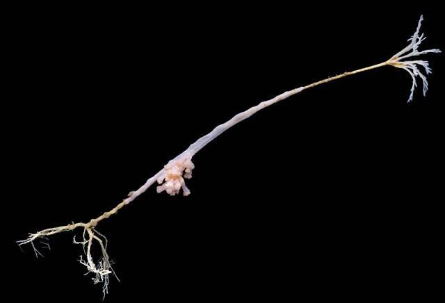「デスボール」「ギターシャーク」「ヤイバシロウリガイ」......。これが未知の深海生物だ！