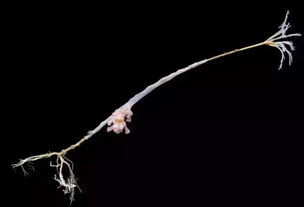 「「デスボール」「ギターシャーク」「ヤイバシロウリガイ」......。これが未知の深海生物だ！」の画像