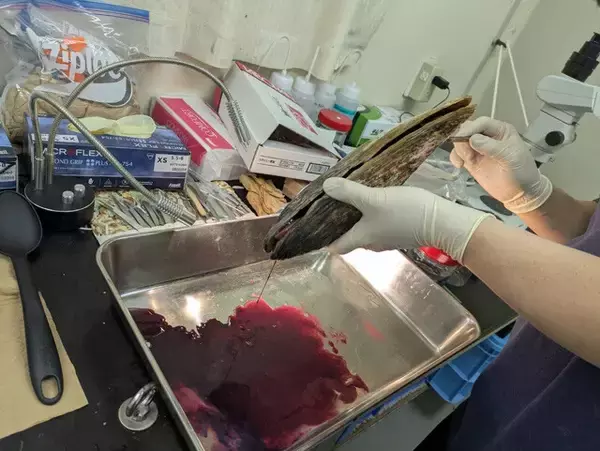 「「デスボール」「ギターシャーク」「ヤイバシロウリガイ」......。これが未知の深海生物だ！」の画像