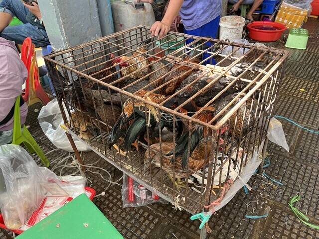 新型コロナの「震源地」を求めて～バンコク、プノンペン（中編） 【「新型コロナウイルス学者」の平凡な日常】