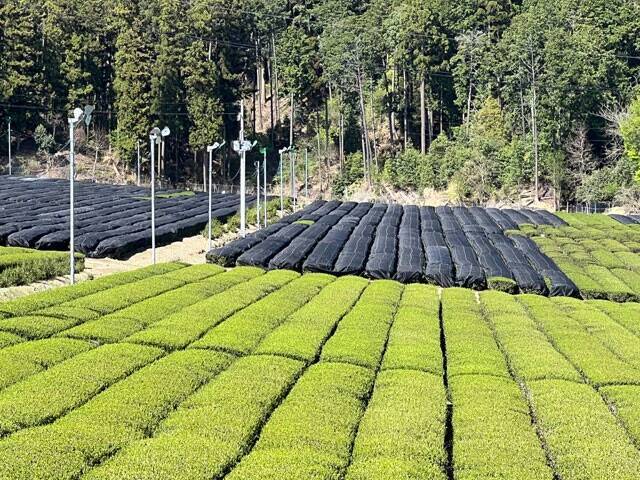 すでに220円!!「ペットボトルの緑茶300円時代」秒読み危機