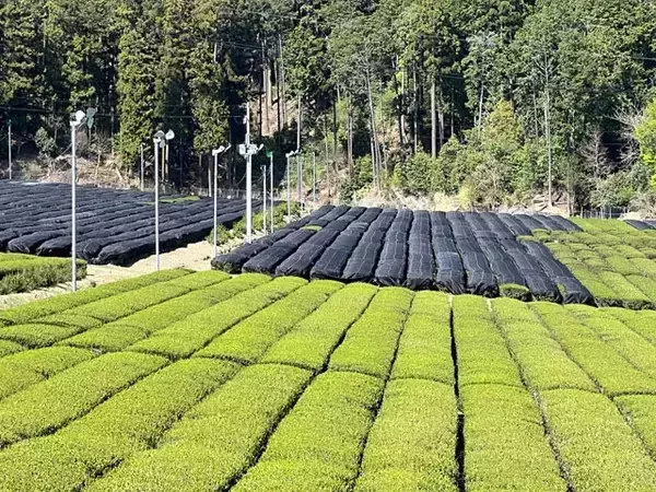 「すでに220円!!「ペットボトルの緑茶300円時代」秒読み危機」の画像
