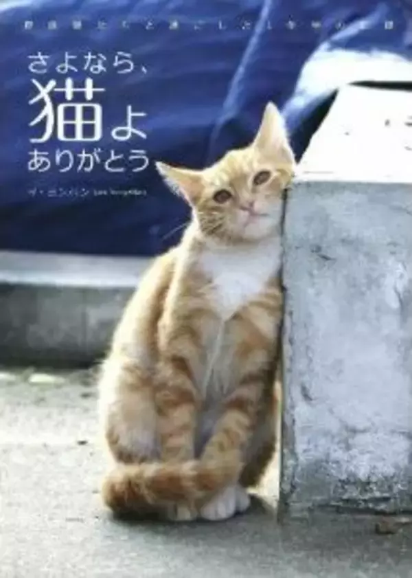 偏見・暴力…野良猫たちの過酷な日常