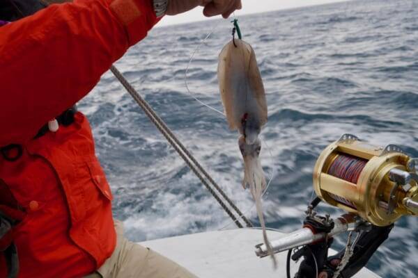 「幻の魚」クエ漁に同行したらまさかのヒット　40kgオーバーの巨大魚は本当に釣れるのか