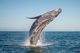 31年ぶりに商業捕鯨が復活へ！　「捕鯨」クイズ