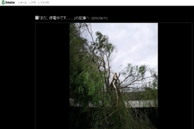 佐藤藍子、千葉の自宅に倒木　台風の生々しい爪痕に「言葉が出ない」
