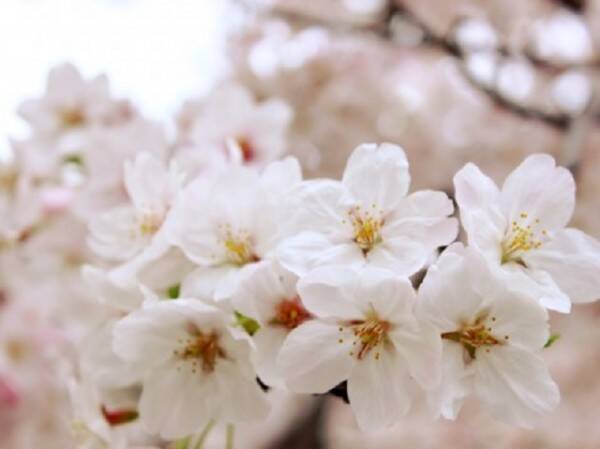 日本人クイズ 日本の国花は サクラ それとも キク じつは 15年4月18日 エキサイトニュース