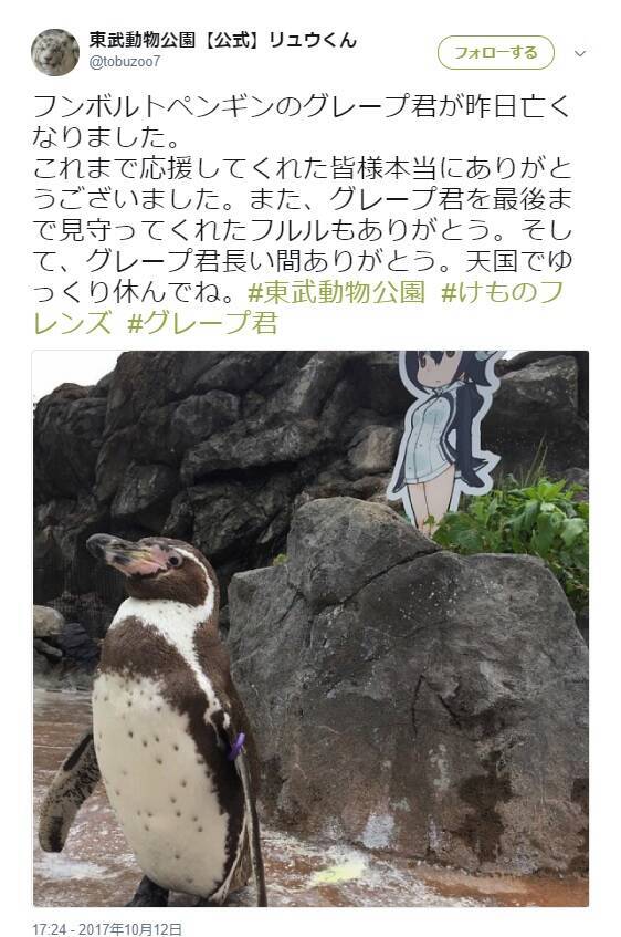 恋するペンギン グレープ君 けもフレ フルルに見守られ天国へ エキサイトニュース