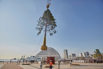 「世界一のクリスマスツリー」プロジェクトに批判  樹齢150年の木が「可哀想」は人間のエゴか？
