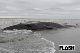 千葉の海岸で大型クジラ2頭めが漂着、専門家も「かなり珍しい」ネットでささやかれる地震・試掘との関係
