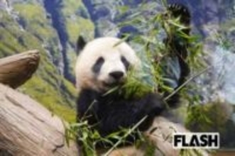 黒柳徹子、ショック!　日中関係冷却化で「日本からパンダがいなくなる可能性」報道、SNSで寄せられる心配