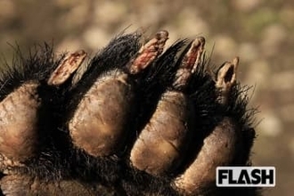 「喧嘩と同じ。ビビったら負けだ」目の前で人がクマに襲われ…丸腰の“腕利き猟師”が放った“一瞬の機転”【クマに勝った男たち】