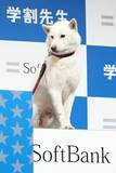 「上戸彩との掛け合いで人気となったソフトバンク「初代お父さん犬」カイくんのギャラ “2億4000万円説” に視聴者騒然」の画像1
