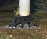 「人間をナメきった「新世代クマ」が襲ってくる！西日本は4月にも人里に現れる可能性【専門家が語る獣害予想】」の画像1